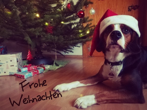 Frohe Weihnachten vom Autoren-Hund!